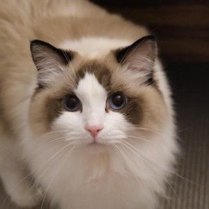 Meet your Posher, Lestat